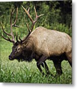 Bull Elk Charging Metal Print