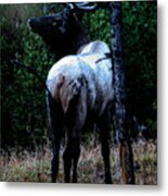 Bull Elk In Moonlight Metal Print