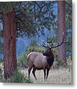 Bull Elk In Rocky Mountain National Park Metal Print