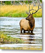 Bull Elk In The Madison Metal Print