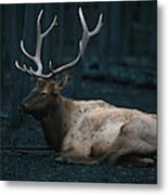 Bull Elk In Yellowstone Metal Print