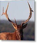 Bull Elk Portrait Metal Print