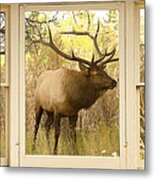 Bull Elk Window View Metal Print