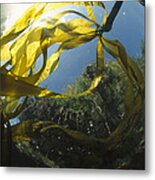 Bull Kelp Nereocystis Luetkeana Metal Print