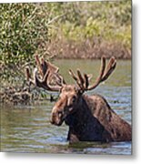 Bull Moose Arising From Stream In Grand Tetons National Park 2011 Metal Print