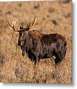 Bull Moose Metal Print