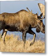 Bull Moose In Denali Metal Print