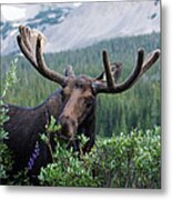 Bull Moose Grazes In The Shadows Of Mountains Metal Print