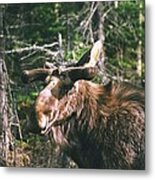 Bull Moose In Spring Metal Print