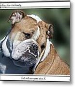 Bulldog Beauty Metal Print