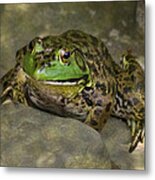 Bullfrog Metal Print