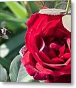 Bumble Bee Heading To The Rose Metal Print