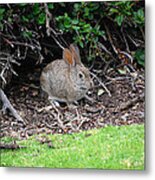 Bunny In Bush Metal Print