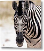 Burchell's Zebra Metal Print