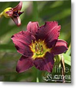 Burgundy Day Lily 20120706_24 Metal Print