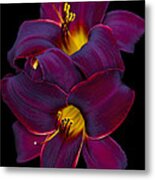 Burgundy Daylily Celebration Metal Print