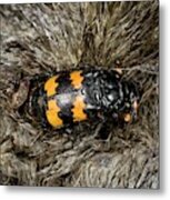 Burying Beetle On A Dead Mole Metal Print