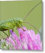 Bush Cricket Metal Print