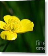 Buttercup In The Meadow Metal Print