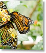 Butterflies 13 Metal Print