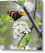 Butterfly And Apple Blossoms Metal Print
