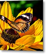 Butterfly And Bloom Metal Print