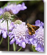 Butterfly And Pincushion Flowers Metal Print