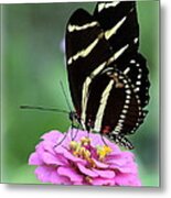 Butterfly And Pink Zinnia V Metal Print