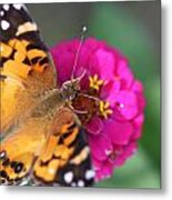 Butterfly Dance Metal Print