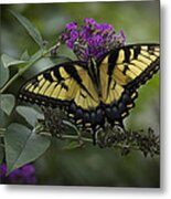 Butterfly Effect Metal Print