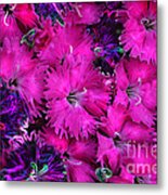 Butterfly Garden 23 - Carnations Metal Print