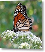 Butterfly Garden - Monarchs 11 Metal Print