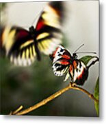 Butterfly In Flight Metal Print