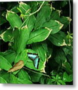Butterfly In Rain Forest Metal Print
