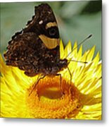 Butterfly On Australian Daisy Metal Print