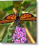 Butterfly On Butterfly Bush Metal Print