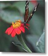Butterfly On Red Flower Metal Print