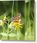 Butterfly On Wildflower Metal Print