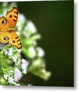 Butterfly Perching On A Wild Plant Metal Print