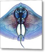 Butterfly Ray Metal Print
