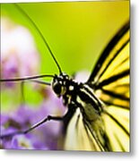 Butterfly Metal Print