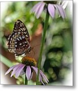 Butterfly Time Metal Print