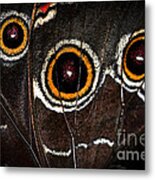 Butterfly Wing Metal Print