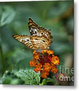 Butterfly Wings Of Sun Light Metal Print