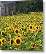 Buttonwood Farm Metal Print