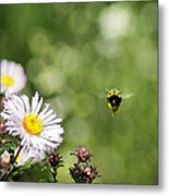 Buzz By Here - To Infinity And Beyond Metal Print