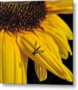 Buzz Off Metal Print