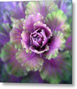 Cabbage Flower Metal Print