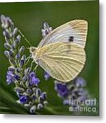 Cabbage On Lavender Metal Print