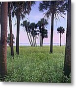 Cabbage Palm Meadow Florida Metal Print